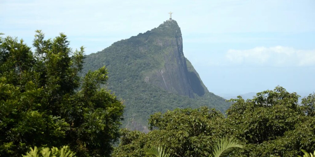estudo-mostra-o-impacto-das-jaqueiras-na-mata-atlantica