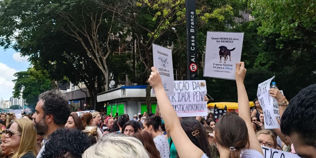 justica-arquiva-caso-do-cao-orelha-a-pedido-do-ministerio-publico