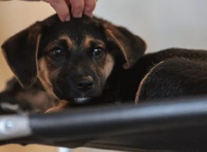 lei-define-guarda-compartilhada-de-pets;-veja-detalhes