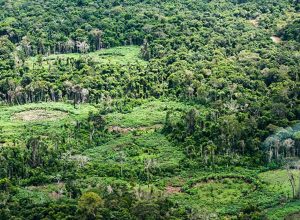 holanda-anuncia-investimento-de-us$-500-milhoes-em-fundo-de-florestas